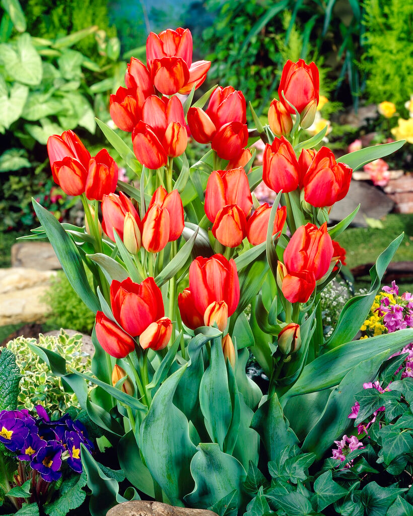 tulip 'Orange Bouquet'