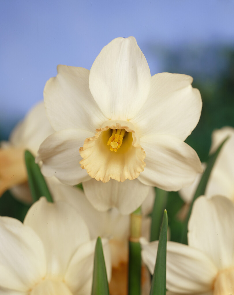 daffodil 'Cotinga