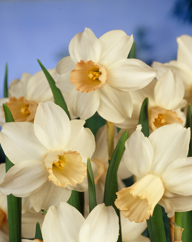 daffodil 'Cotinga