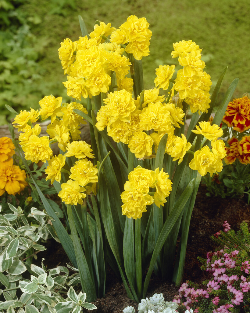 daffodil 'Golden Rain'