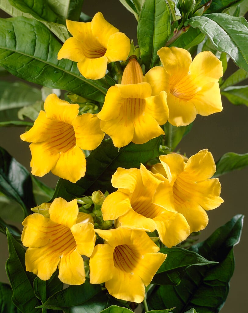 bush allamanda