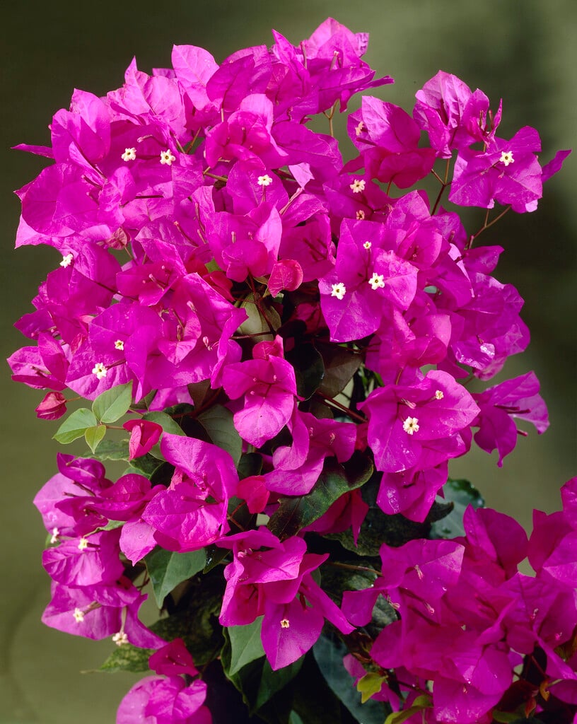 paper flower