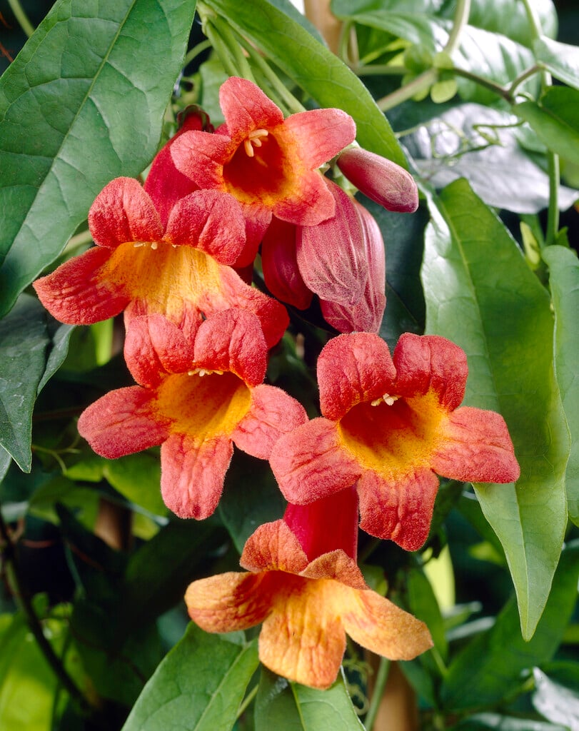 cross vine