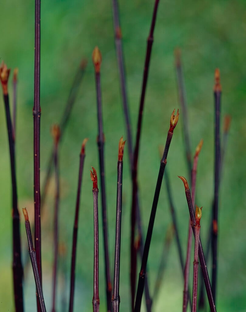 white dogwood 'Kesselringii'