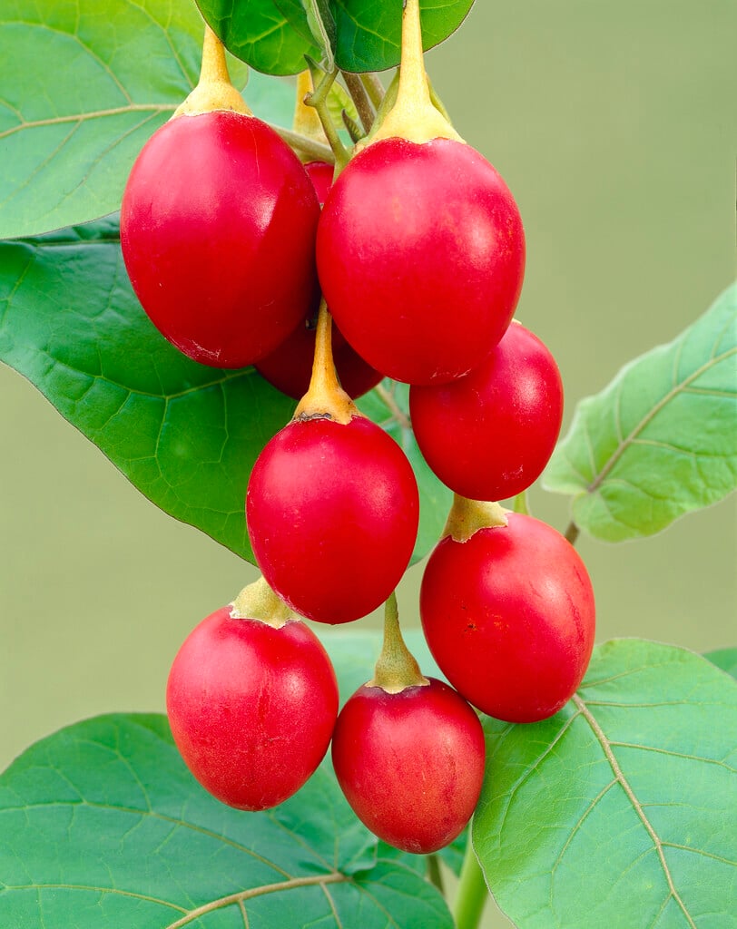 tamarillo