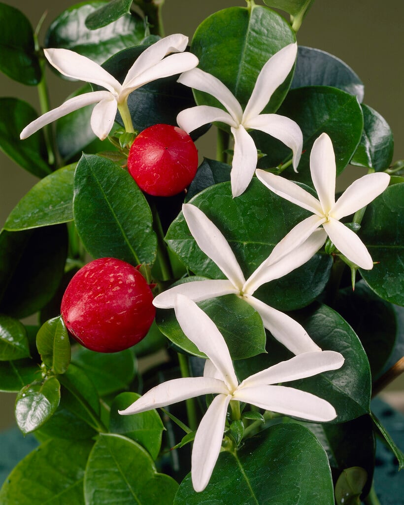 Natal plum