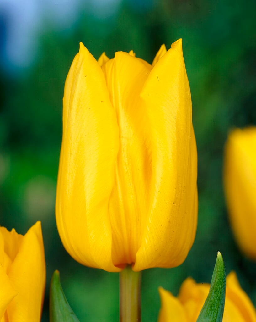 tulip 'Yokohama'