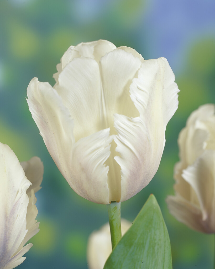 tulip 'Snow Parrot'