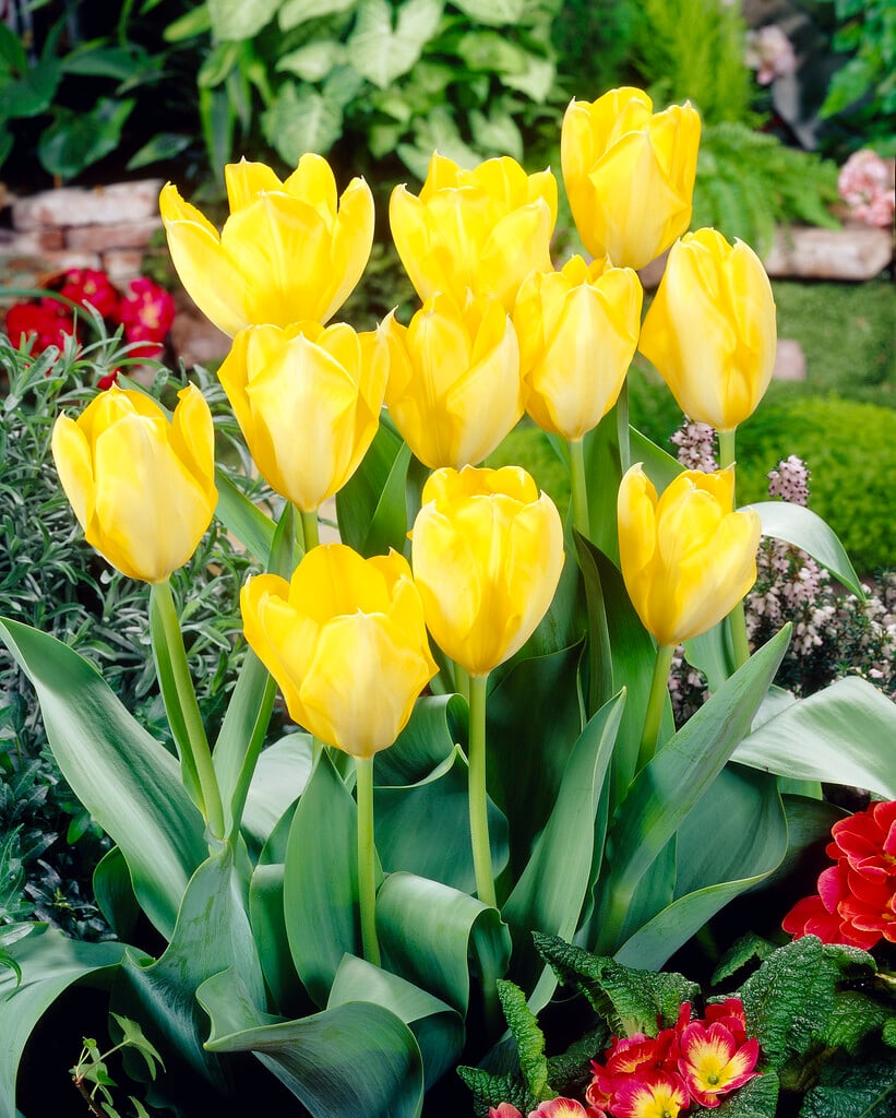tulip 'Yellow Purissima'