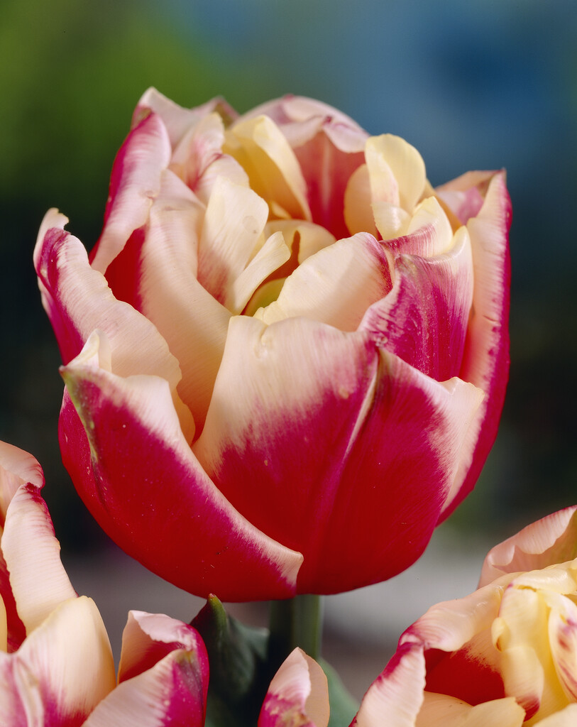 tulip 'Wirosa'