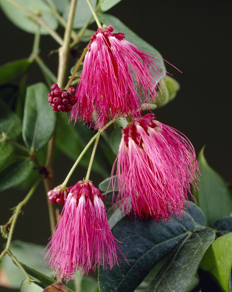 <i>Calliandra</i> <i>tergemina</i> var. <i>emarginata</i>