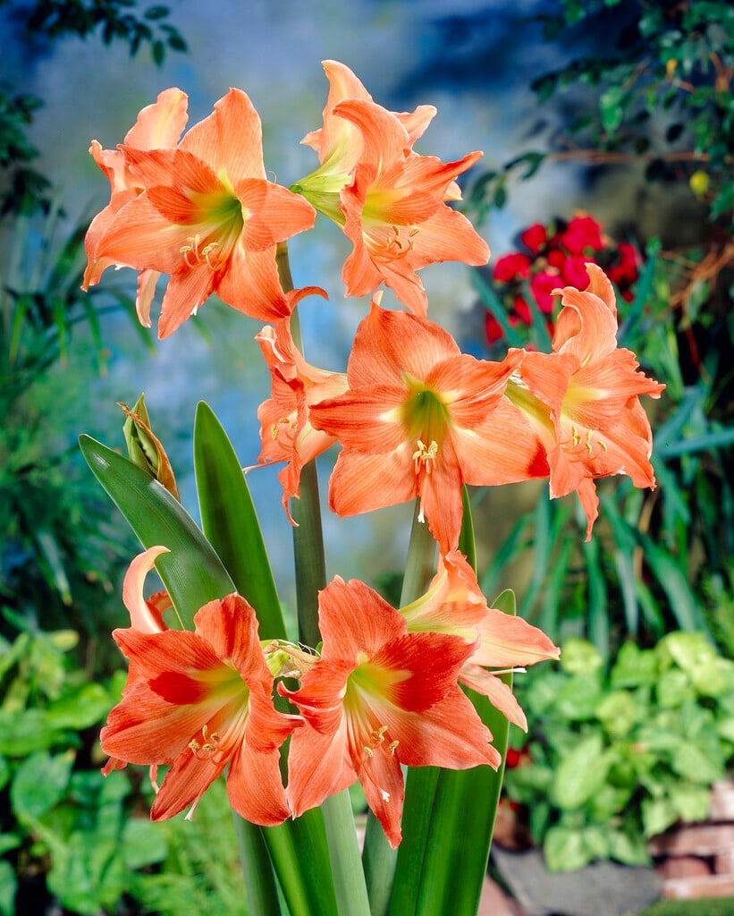 amaryllis 'Salmon Pearl'