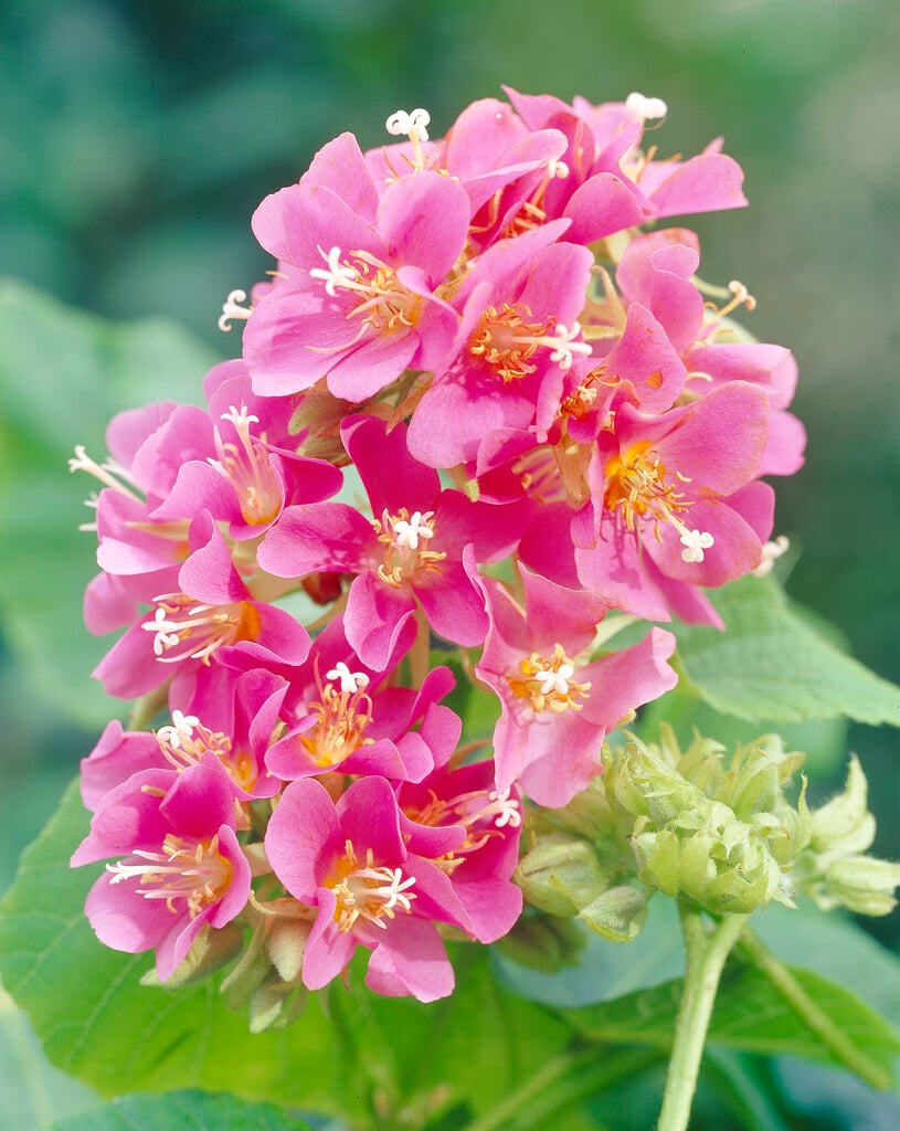 <i>Dombeya</i> <i>calantha</i>
