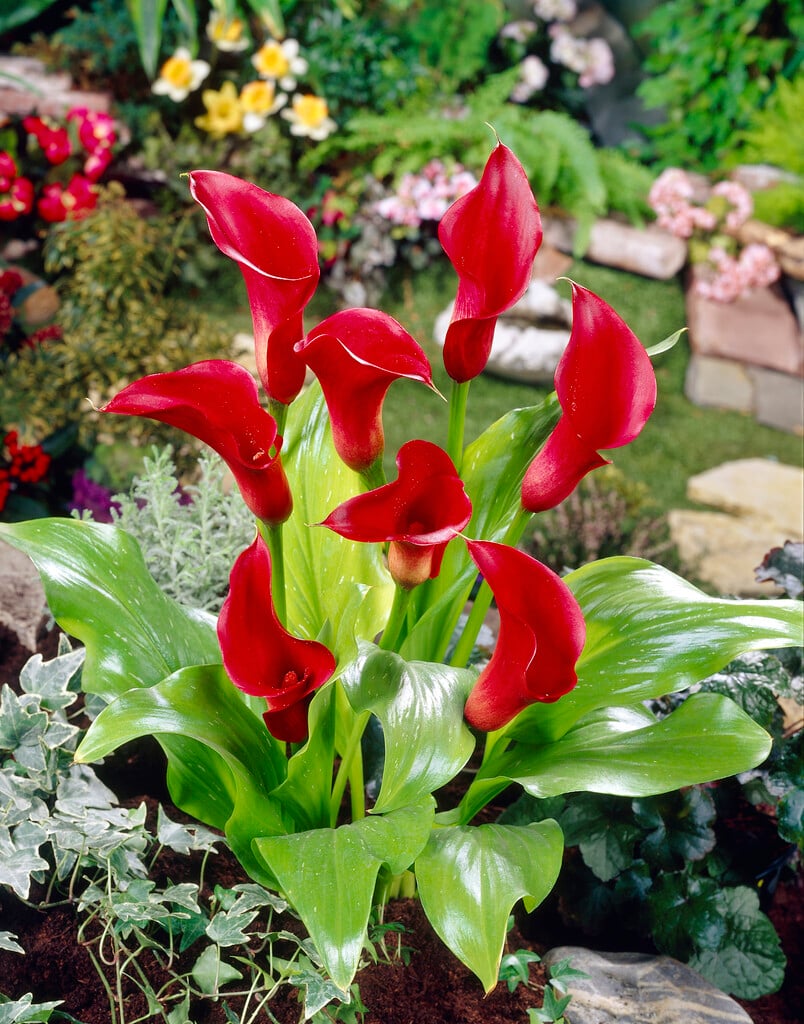 arum lily 'Majestic Red'