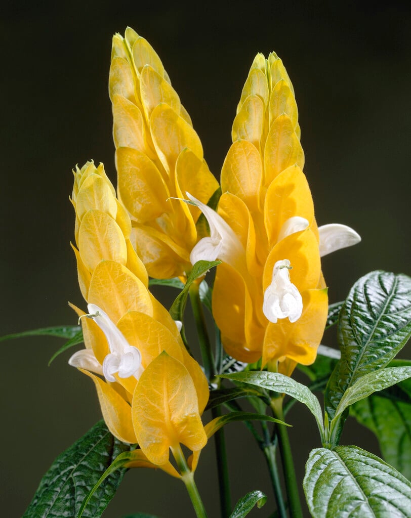 <i>Justicia</i> <i>lutea</i>