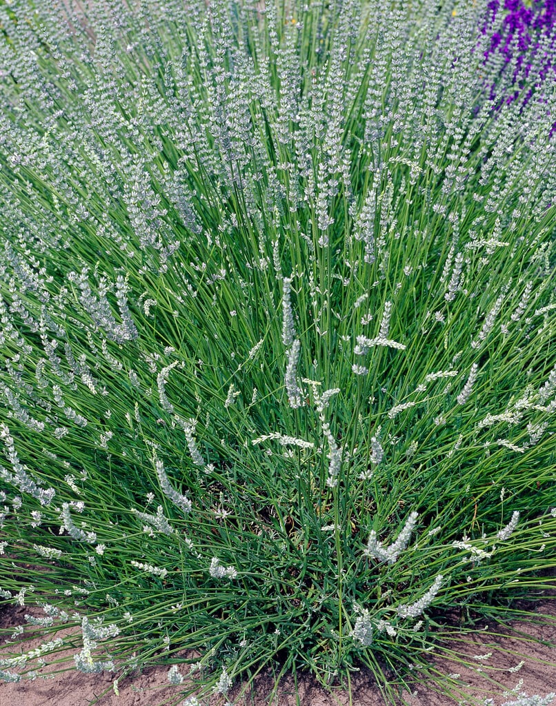 English lavender 'Alba'