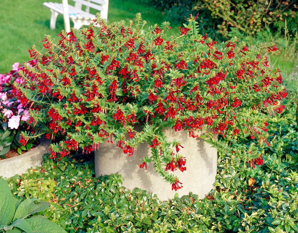 <i>Cuphea</i> <i>llavea</i>