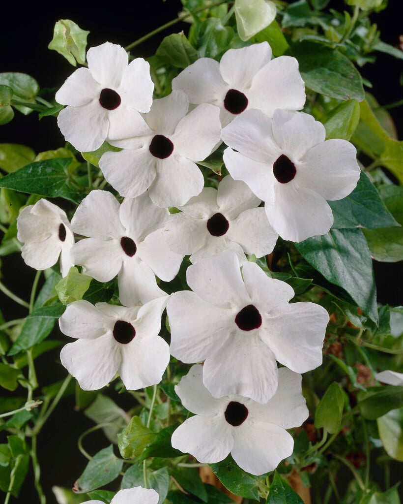 <i>Thunbergia</i> <i>alata</i> 'Alba'