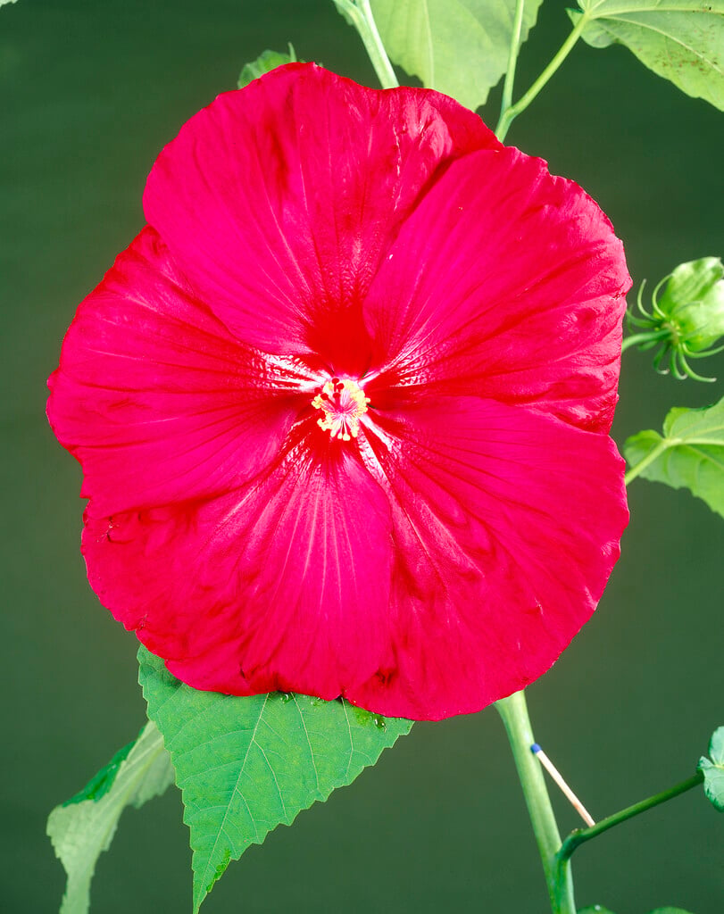 <em>Hibiscus</em> <em>moscheutos</em> Southern Belle Group