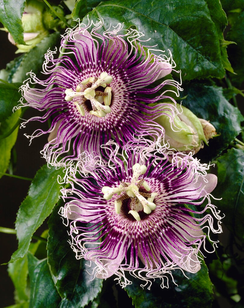<i>Passiflora</i> 'Byron Beauty'