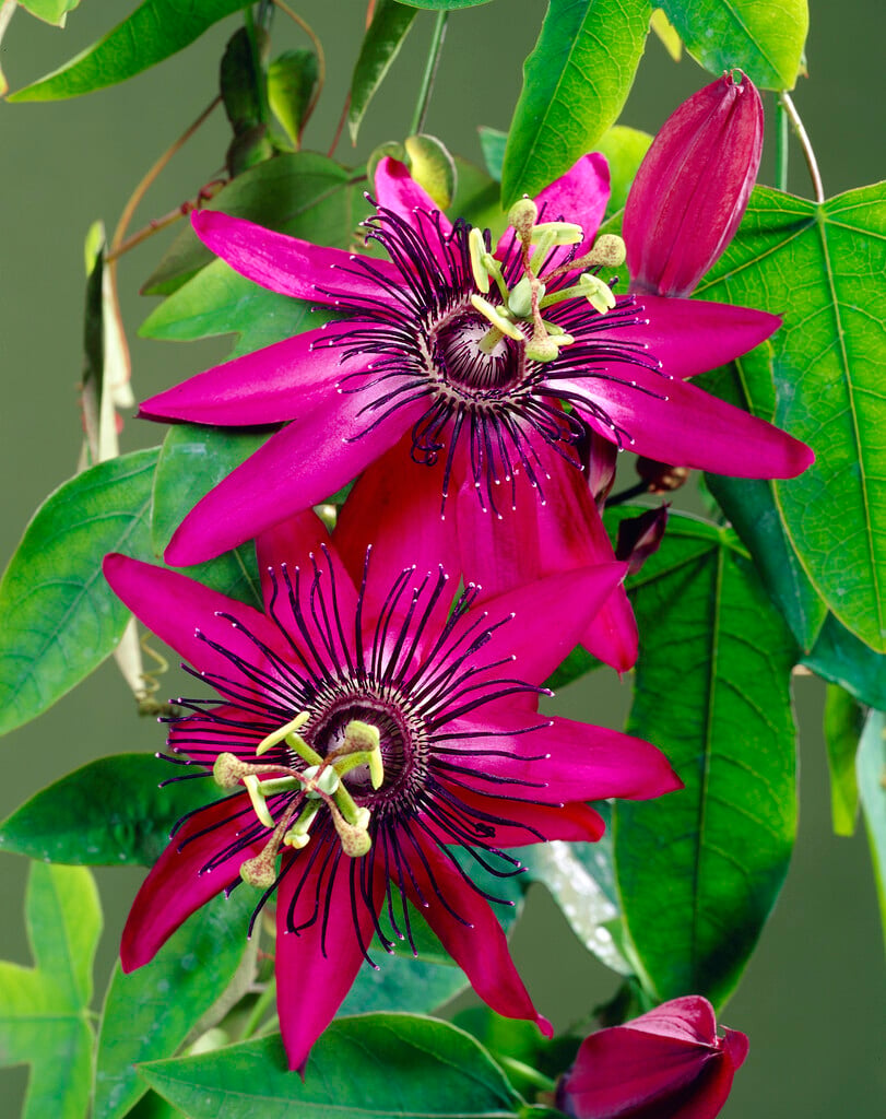 <i>Passiflora</i> 'Pura Vida'