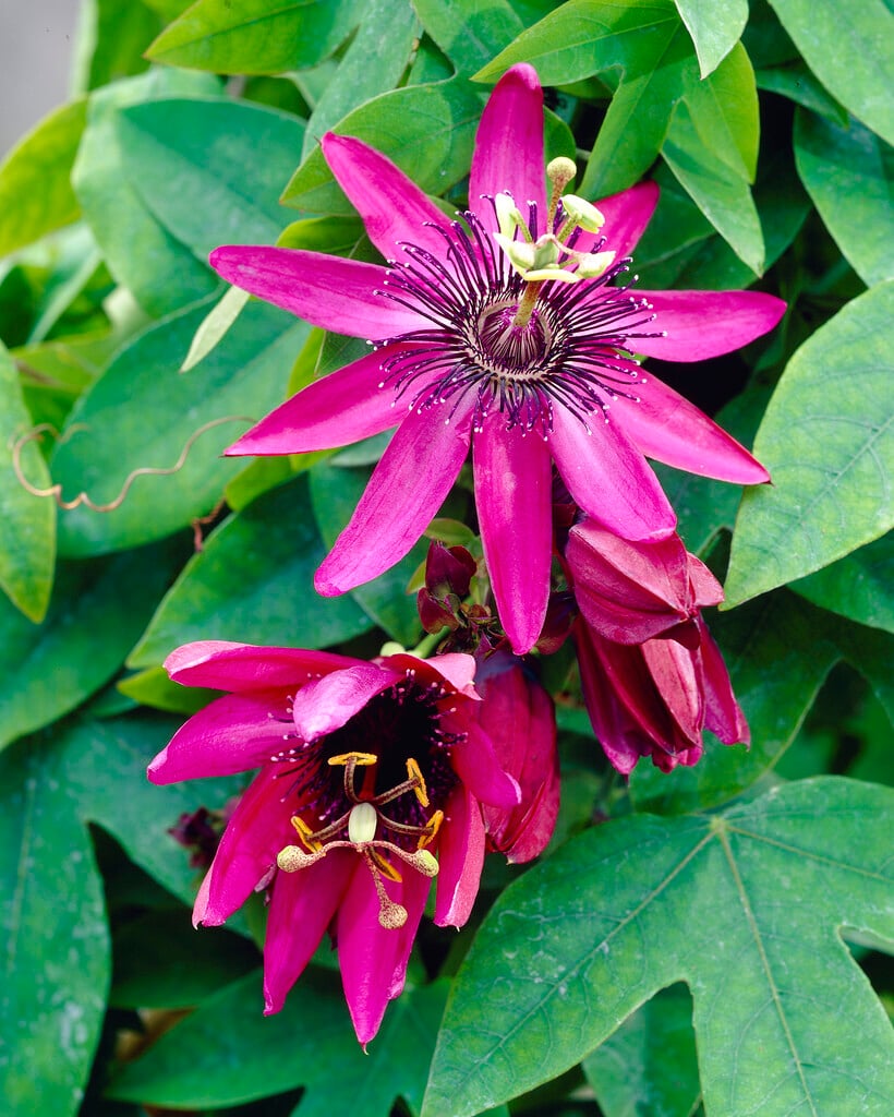 <i>Passiflora</i> 'Pura Vida'