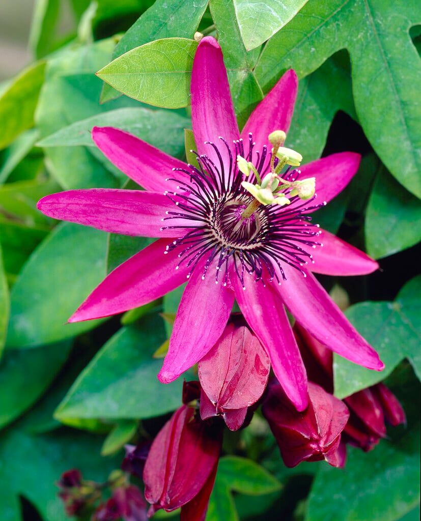 <i>Passiflora</i> 'Pura Vida'