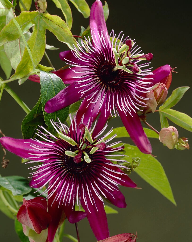 <i>Passiflora</i> × <i>atropurpurea</i>