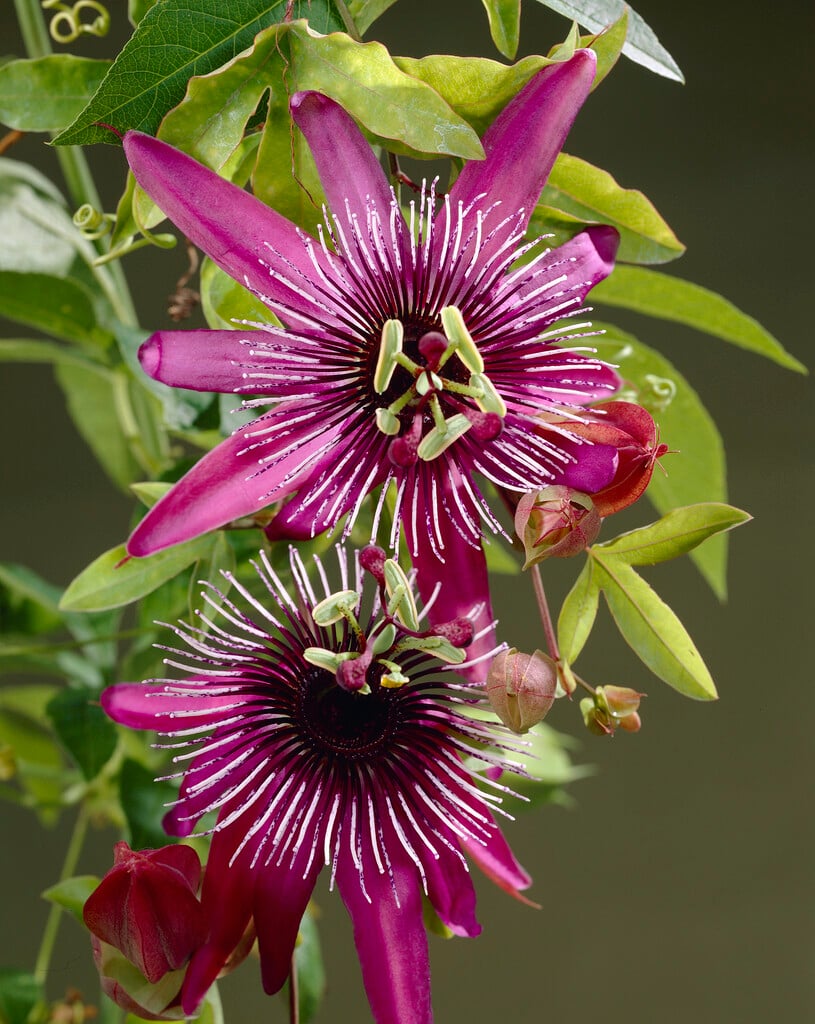 <i>Passiflora</i> × <i>atropurpurea</i>