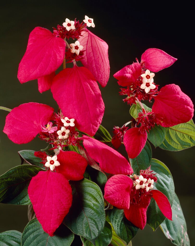 <i>Mussaenda</i> <i>erythrophylla</i>