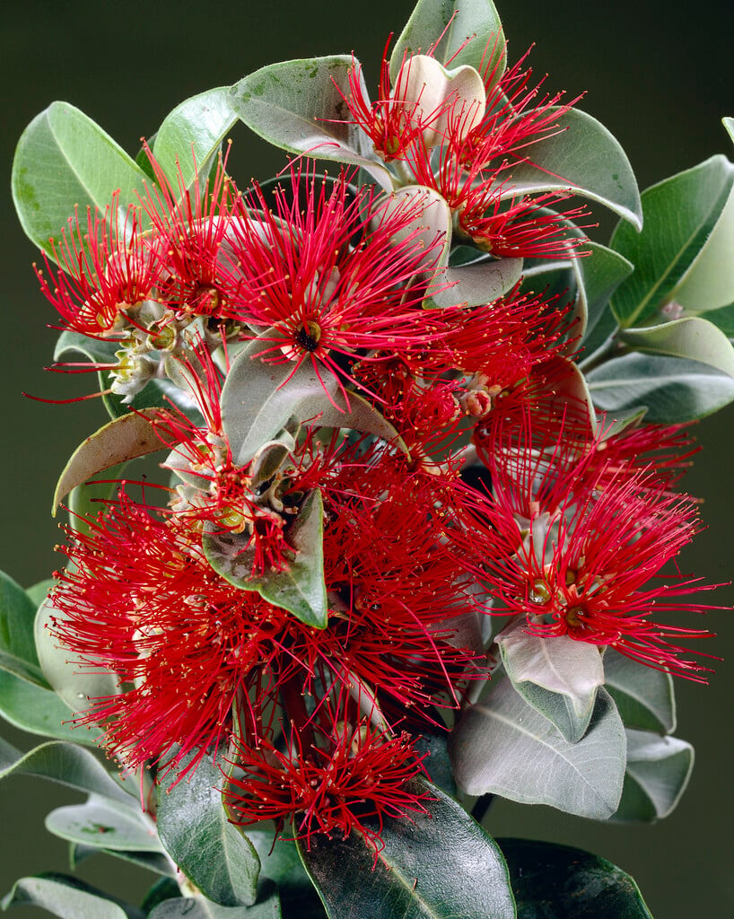 New Zealand Christmas tree