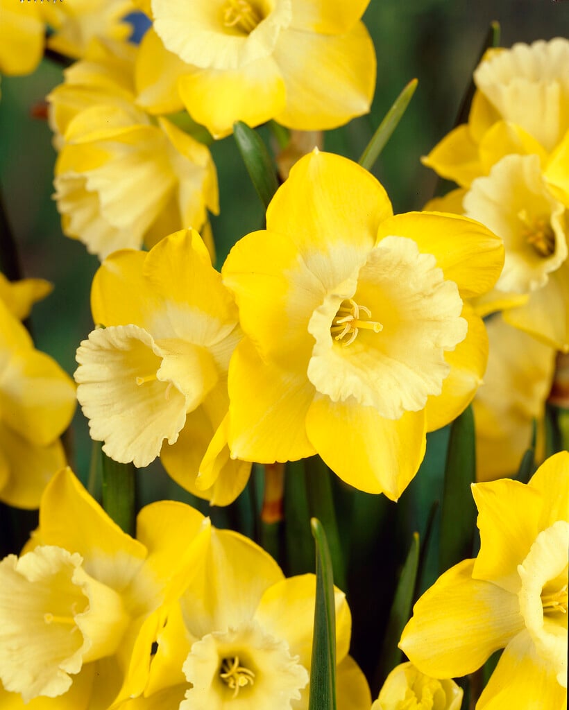 daffodil 'Intrigue'