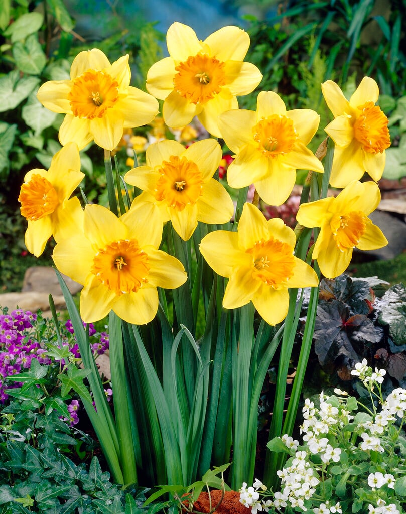 daffodil 'Juanita'