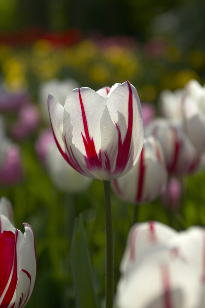 tulip 'Ice Follies'
