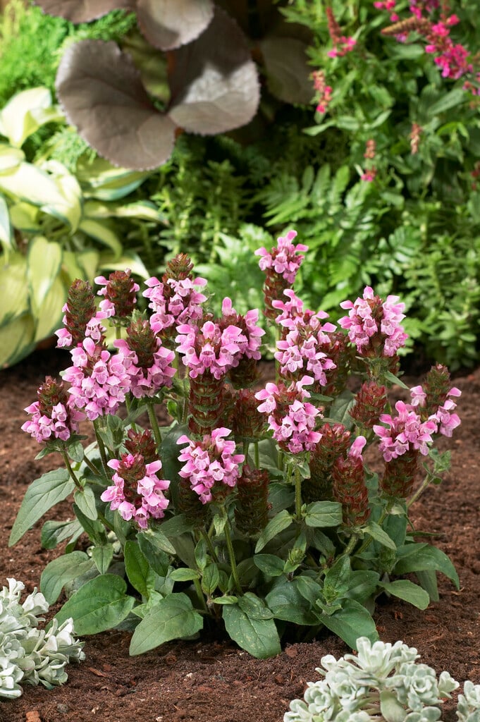 <i>Prunella</i> <i>grandiflora</i> 'Rosea'