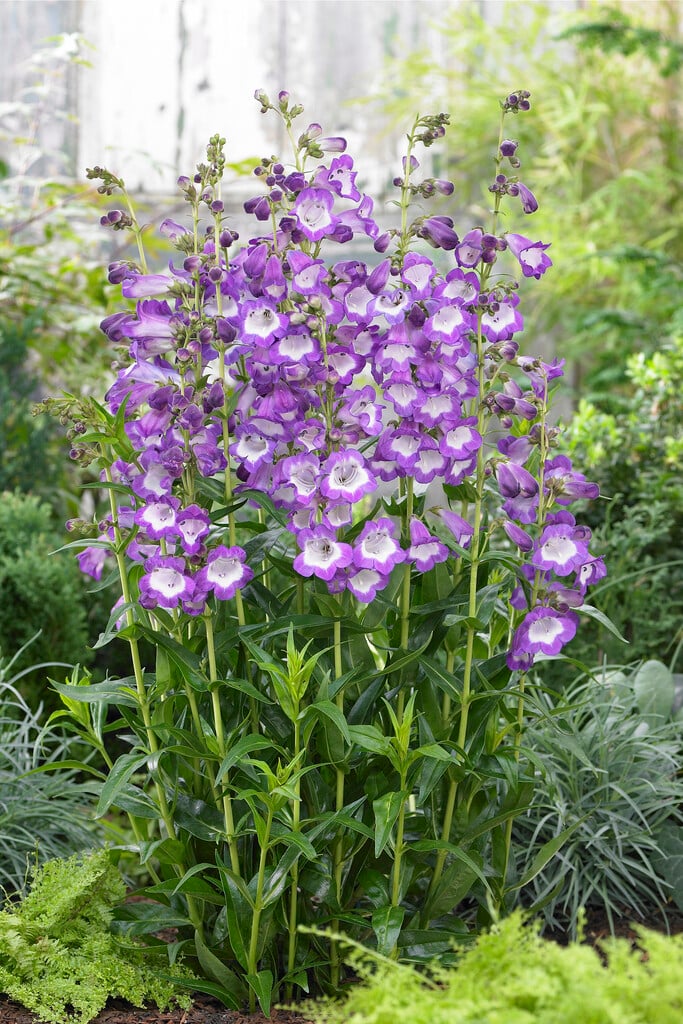 penstemon 'Pensham Czar'