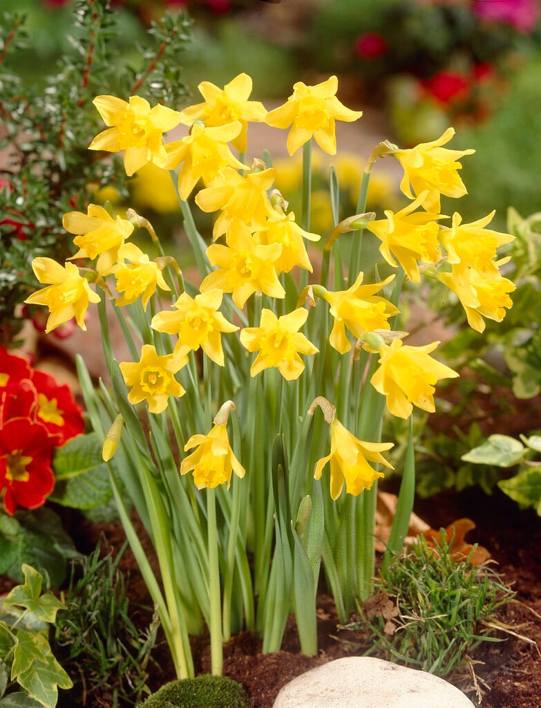 dwarfish daffodil