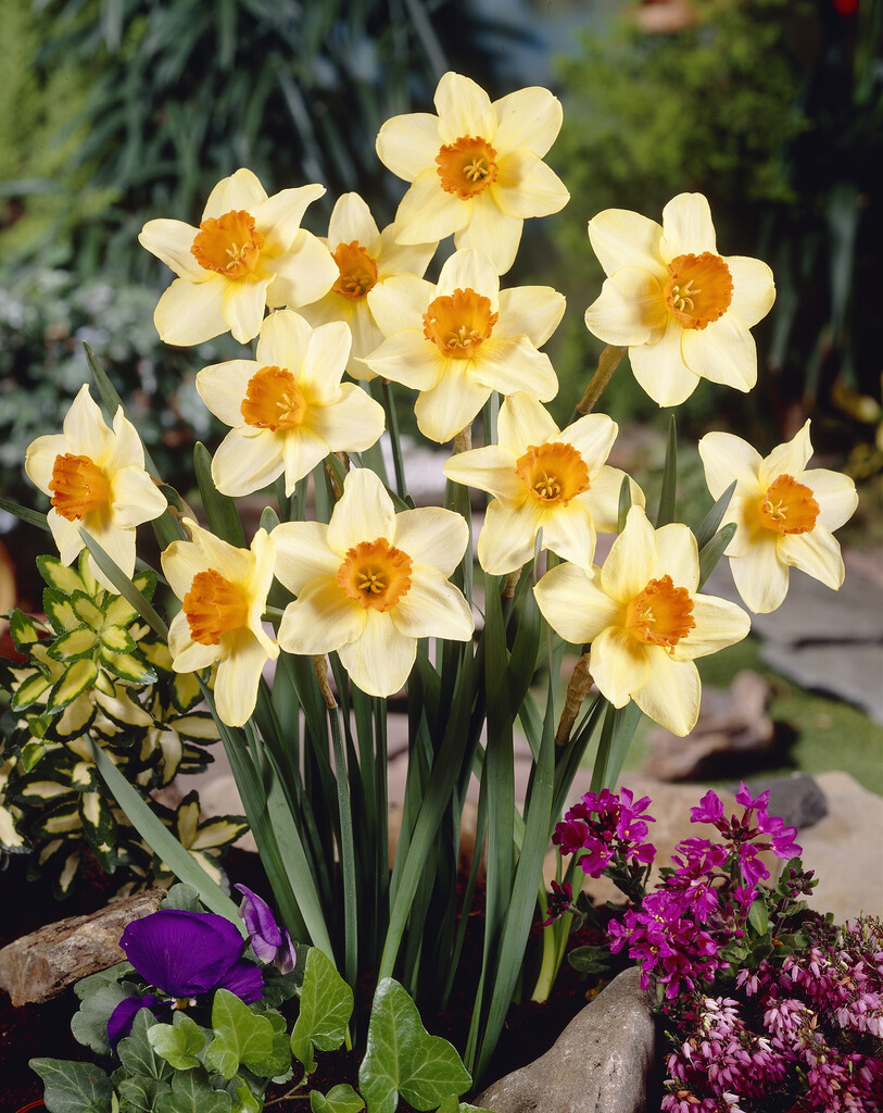 daffodil 'Quirinus'