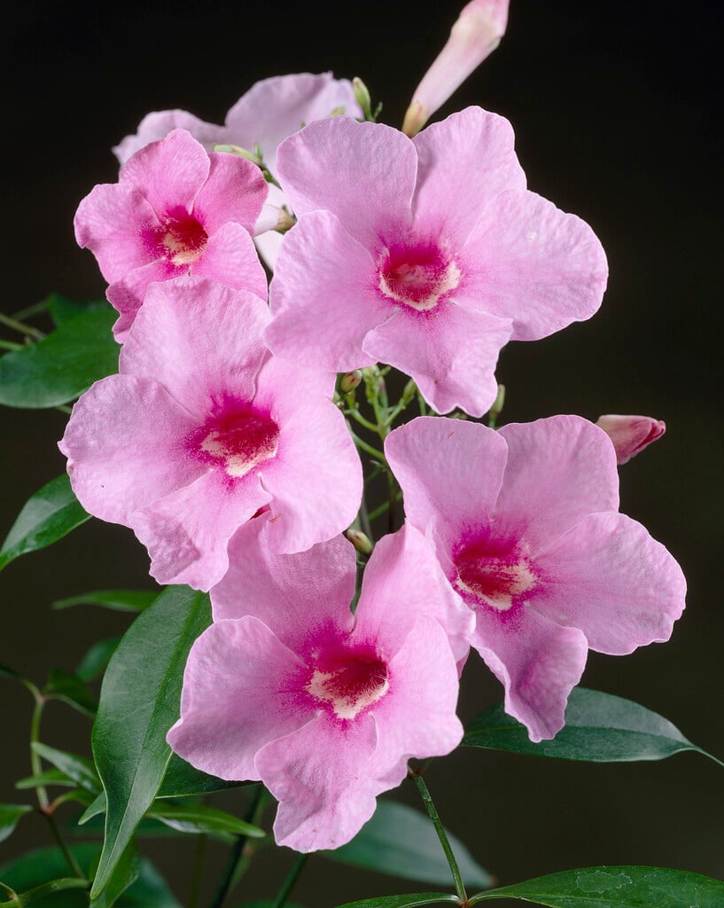 <i>Pandorea</i> <i>jasminoides</i> 'Rosea'