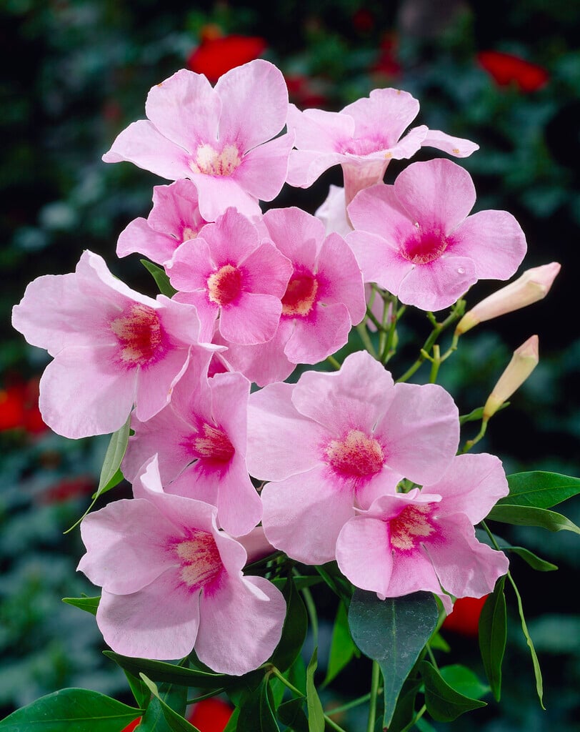 <i>Pandorea</i> <i>jasminoides</i> 'Rosea'