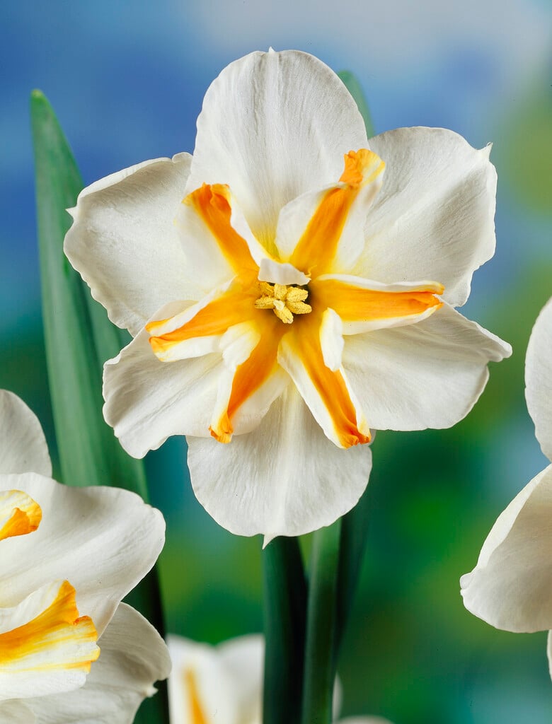 daffodil 'Trepolo'