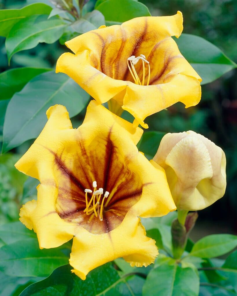 golden chalice vine