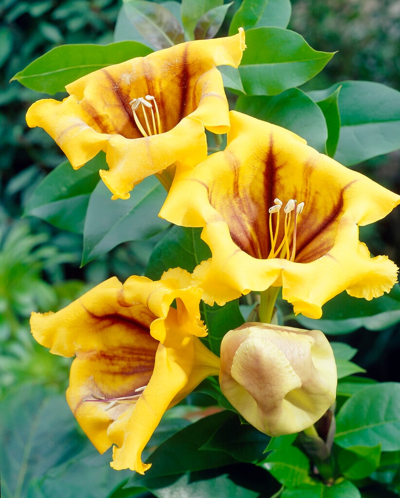 golden chalice vine