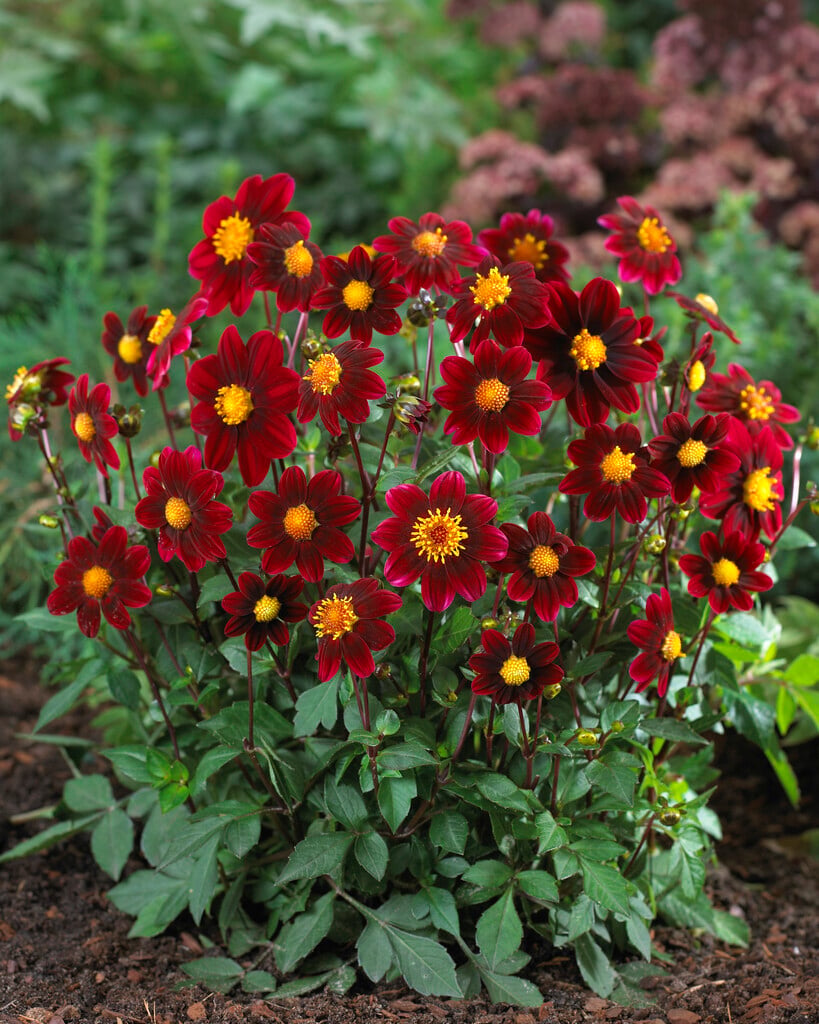 dahlia 'Topmix Purple'