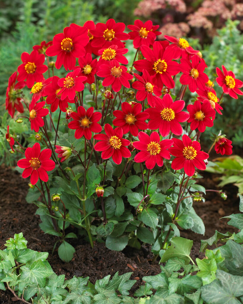 dahlia 'Topmix Red'
