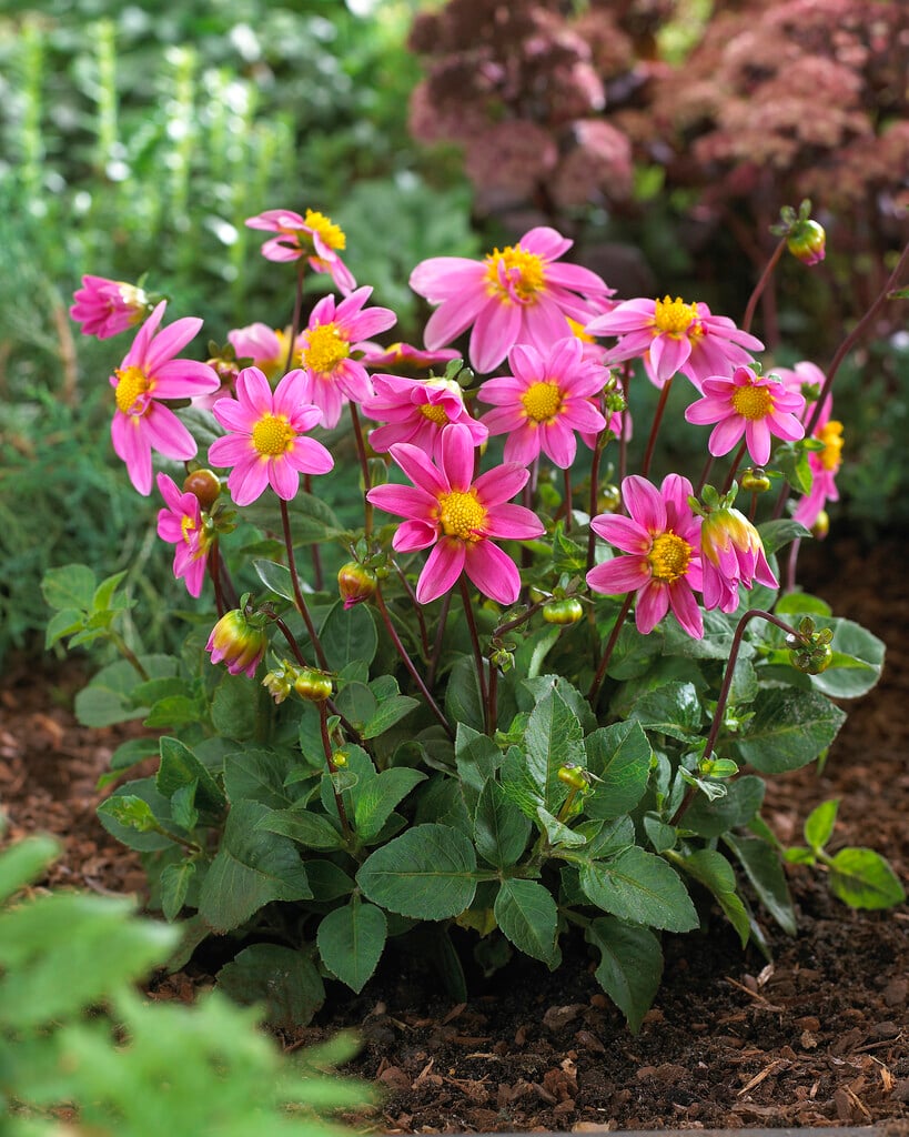 dahlia 'Topmix Pink'