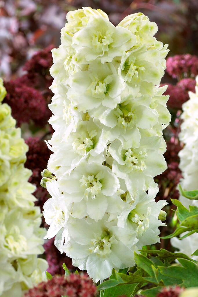 <i>Delphinium</i> 'White Swan'