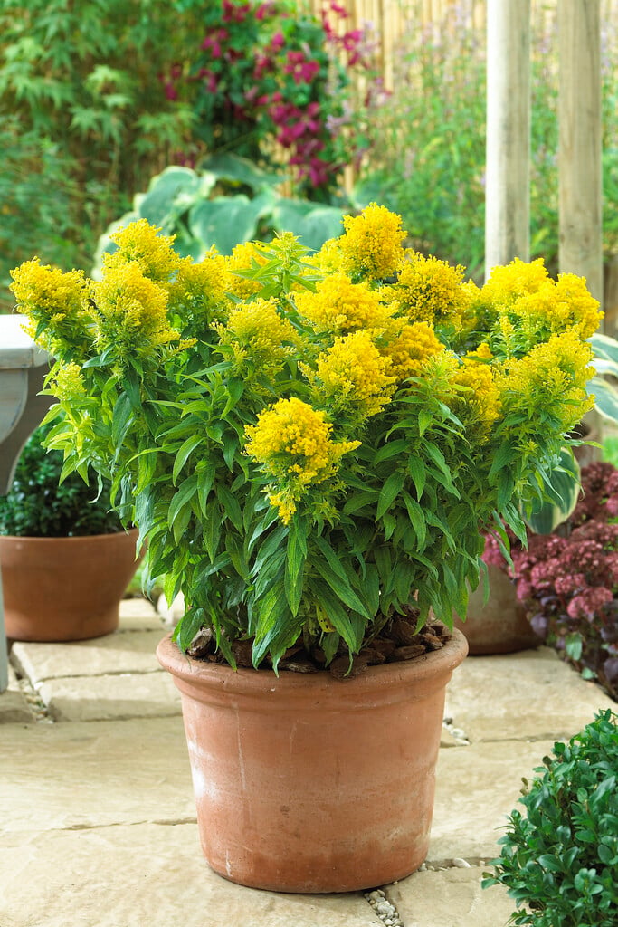 <i>Solidago</i> 'Queenie'