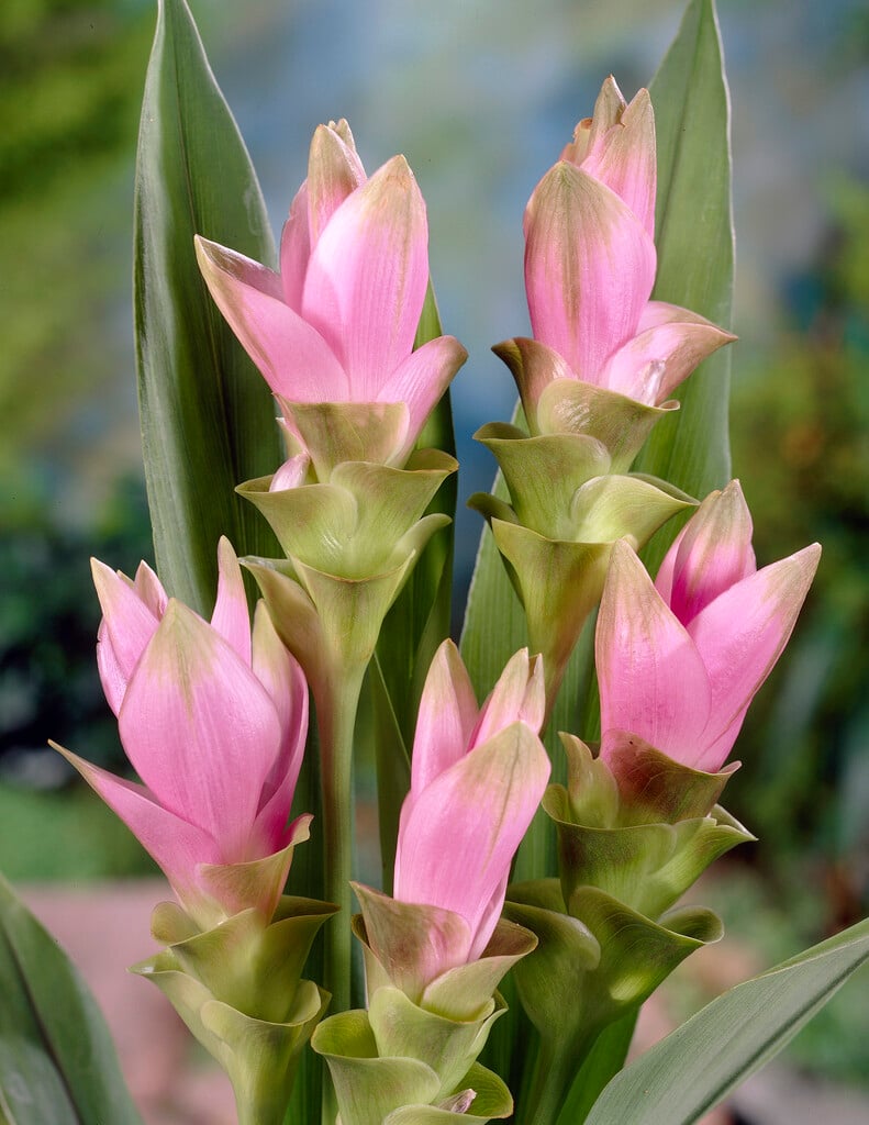 Siam tulip