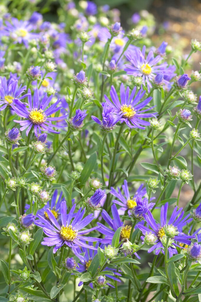 <em>Aster</em> 'Blue Autumn'